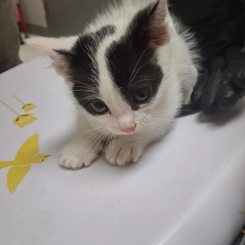 A baby small-sized female Black Domestic Short Hair cat named Prosciutto for adoption in Lufkin, TX