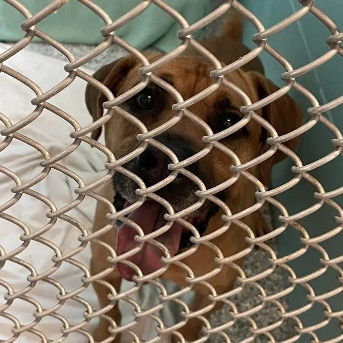 A senior large-sized male Yellow / Tan / Blond / Fawn Mixed Breed dog named Jughead for adoption in Port Charlotte, FL