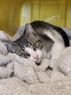 A baby large-sized male Domestic Short Hair cat named CA  Flint for adoption in Glen Allen, VA