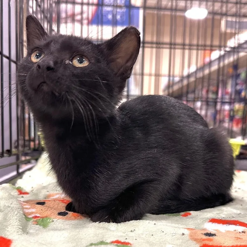 A baby small-sized male Black Domestic Short Hair cat named YoRu for adoption in Panama City Beach, FL