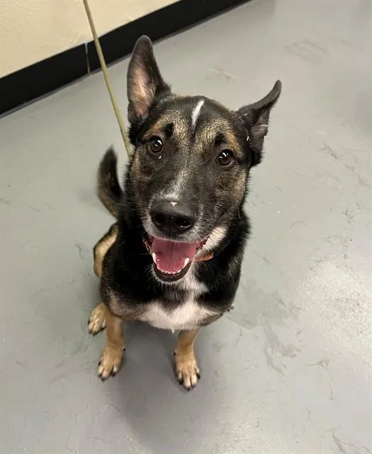 A young medium-sized male Tricolor (Brown, Black, & White) Shepherd dog named Julius for adoption in Phoenix, OR