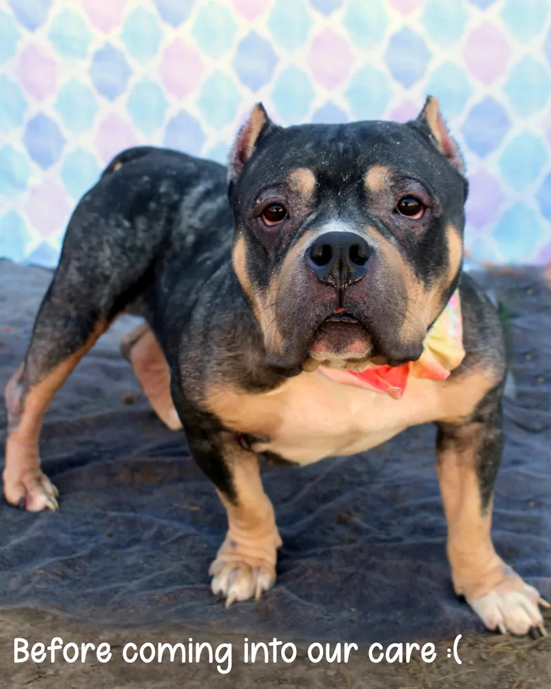 An adult large-sized female Tricolor (Brown, Black, & White) American Bully dog named Jaida for adoption in Gulfport, MS