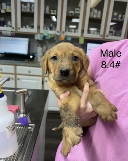 A baby small-sized male Mixed Breed dog named Anthony for adoption in West Chester, PA