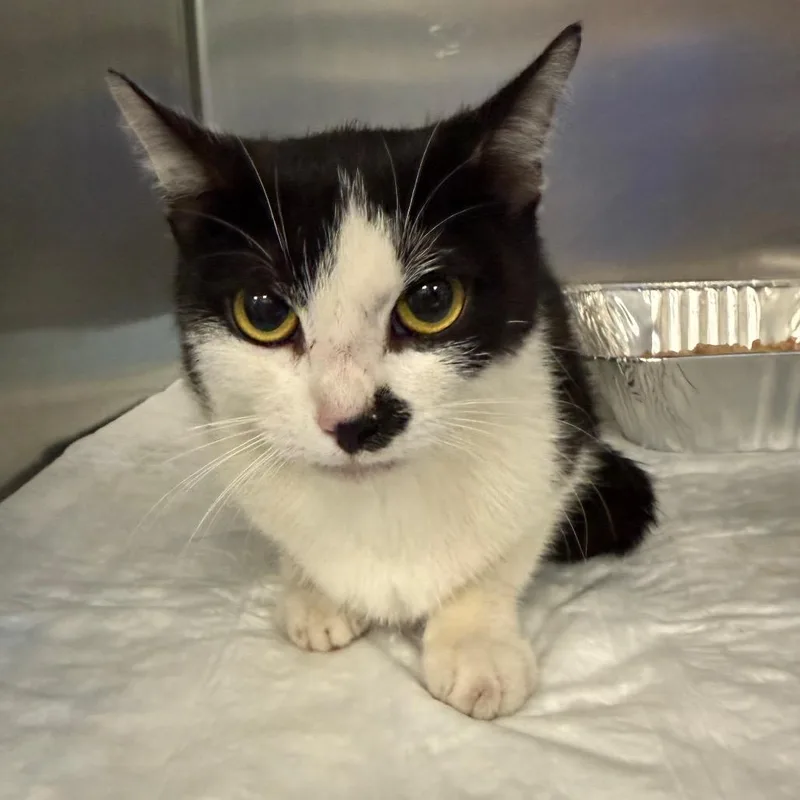 An adult medium-sized female Black Domestic Short Hair cat named Mommy Shark for adoption in Greensboro, NC