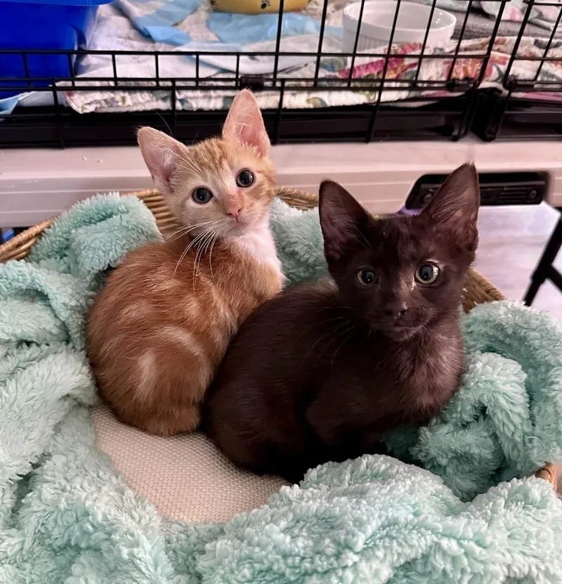 A baby small-sized female Domestic Short Hair cat named Binx for adoption in Wellington, FL
