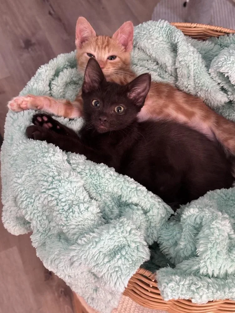 Binx thumbnail 2
