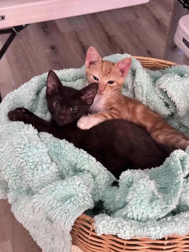 Binx thumbnail 3