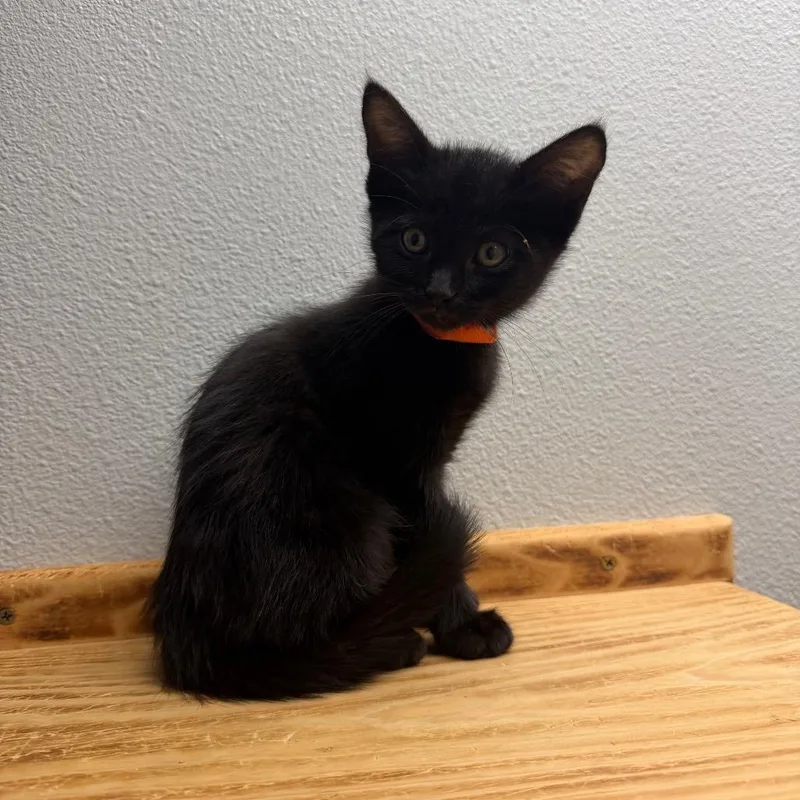 A baby small-sized female Black Domestic Short Hair cat named Chocolate Fudge Brownie for adoption in Buellton, CA