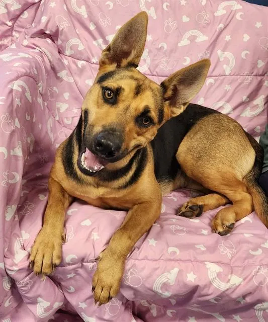 A young medium-sized female German Shepherd Dog dog named Jodie for adoption in Brunswick, GA