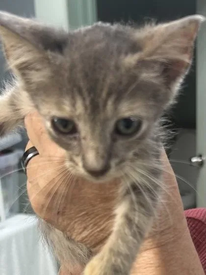 A baby medium-sized female Domestic Short Hair cat named $Trooper for adoption in Picayune, MS