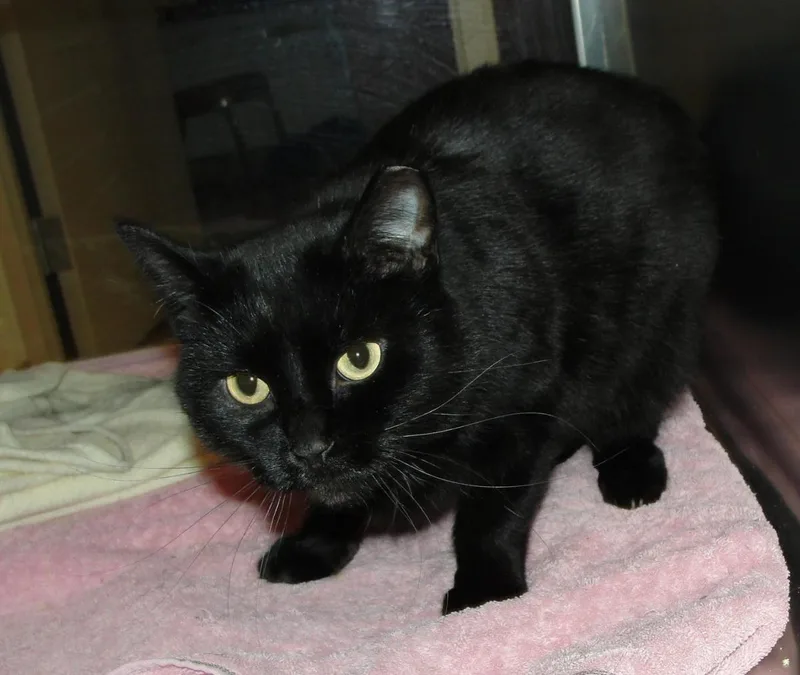 An adult medium-sized female Black Domestic Short Hair cat named Oyster Cracker for adoption in Plover, WI
