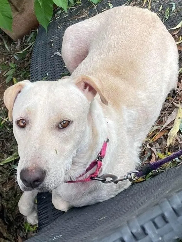 An adult medium-sized female White / Cream Labrador Retriever dog named Judge Judy for adoption in Pottstown, PA