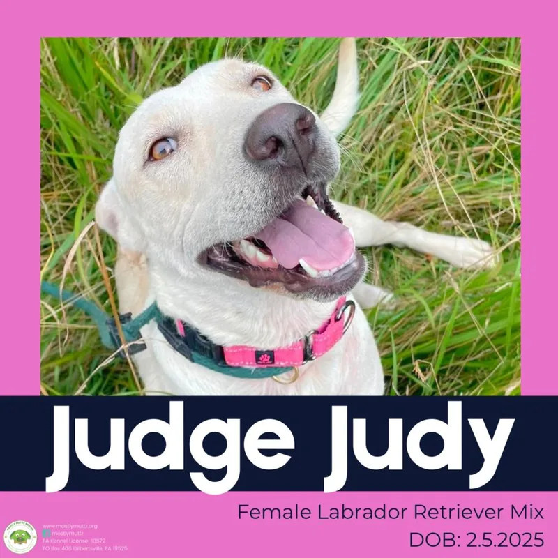 Judge Judy thumbnail 2