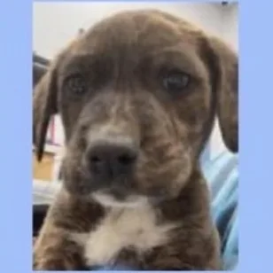 A baby medium-sized male Mixed Breed dog named Fabio for adoption in Charlotte, NC