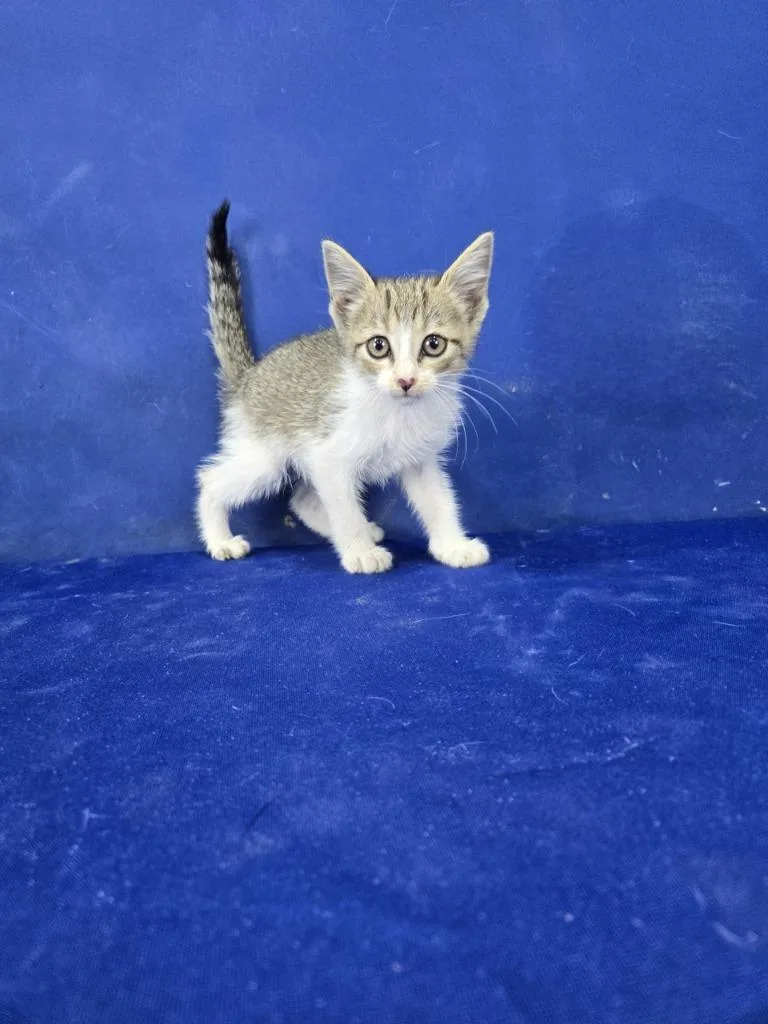 A baby medium-sized female American Shorthair cat named Wrench for adoption in Ruston, LA