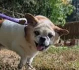 A senior small-sized male White / Cream Pug dog named Leroy for adoption in Nashua, NH