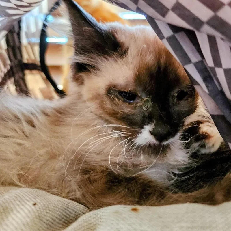 A baby small-sized female Domestic Short Hair cat named Trixie for adoption in Albuquerque, NM