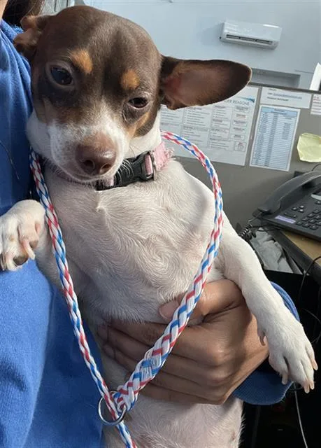 A young small-sized female Mixed Breed dog named Beautiful Ross for adoption in Dallas, TX