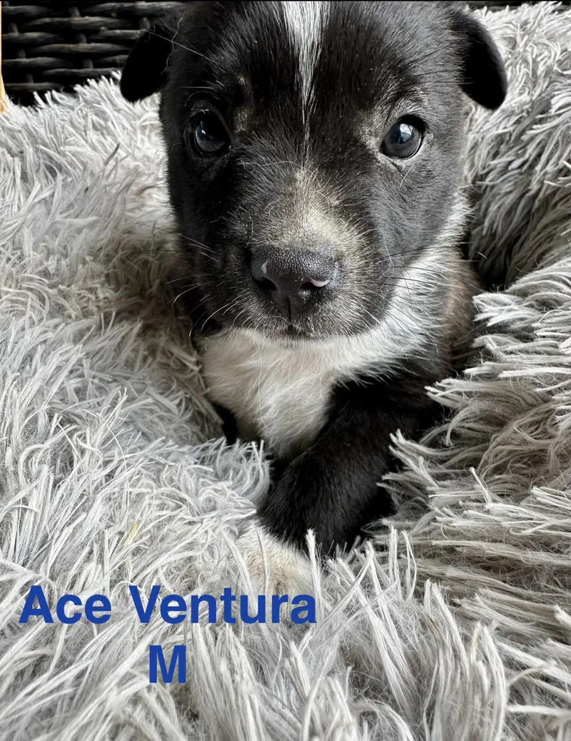 A baby medium-sized male Terrier dog named Ace Ventura for adoption in Oakhurst, NJ