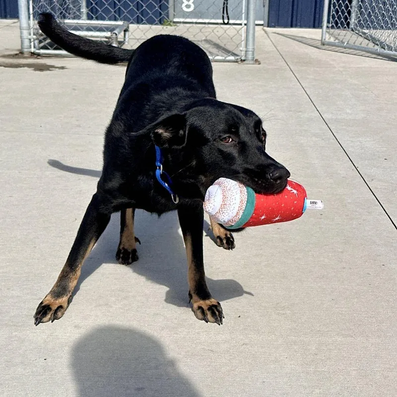 A young large-sized male Shepherd dog named Johnny Knoxville for adoption in Matteson, IL