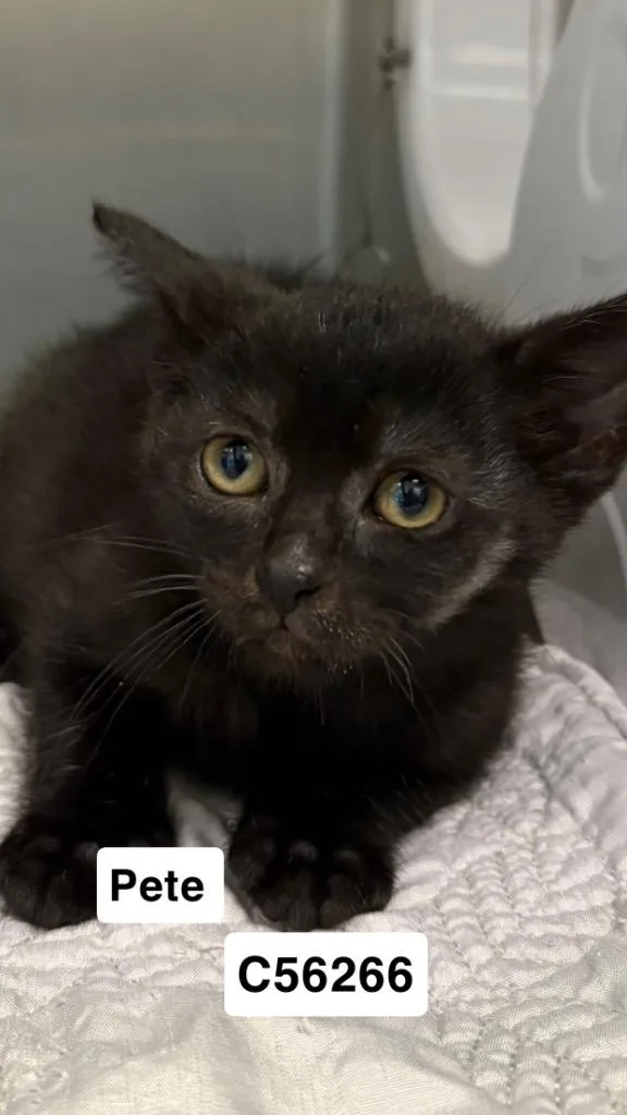 A baby small-sized male Domestic Short Hair cat named Pete for adoption in Clarksville, TN