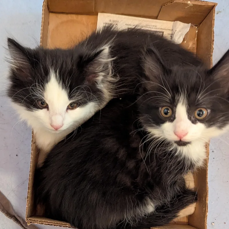 A baby medium-sized female Black & White / Tuxedo Extra-Toes Cat / Hemingway Polydactyl cat named Thumbs  Extra Toes for adoption in Wyandotte, MI