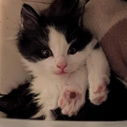 Thumbs  Extra Toes thumbnail 4