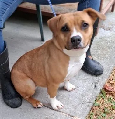 An adult medium-sized female Terrier dog named Ginger for adoption in Philippi, WV