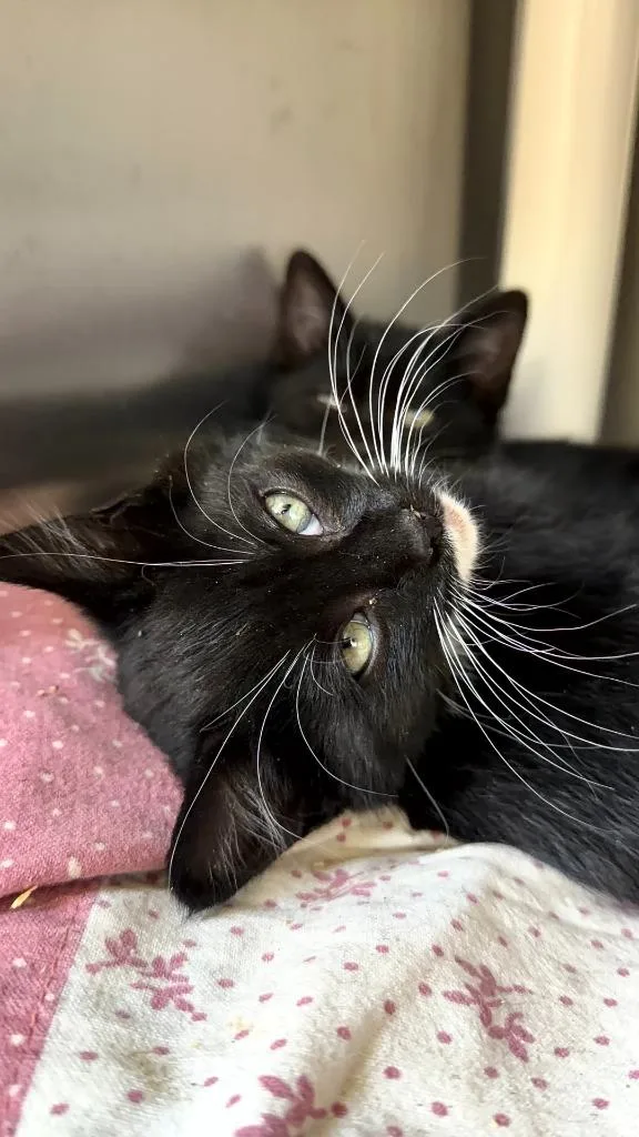 A baby medium-sized female Domestic Short Hair cat named Banana Split for adoption in Pomona, NY