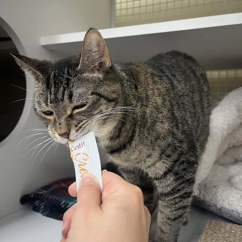 A senior medium-sized female Brown / Chocolate Domestic Short Hair cat named Kerri for adoption in Marietta, GA