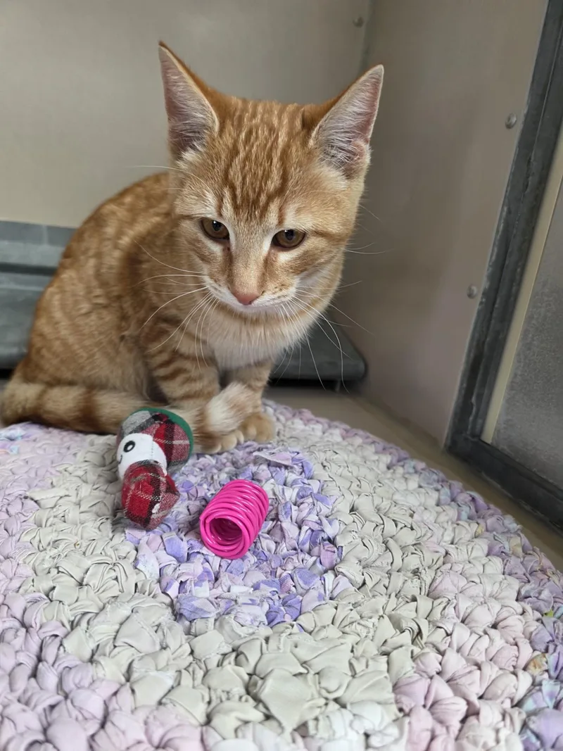 An adult medium-sized male Orange & White Domestic Short Hair cat named 61974347 for adoption in Elko, NV