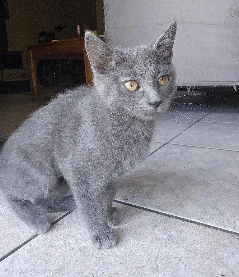 A baby medium-sized female Gray / Blue / Silver Domestic Short Hair cat named Slate for adoption in Oviedo, FL