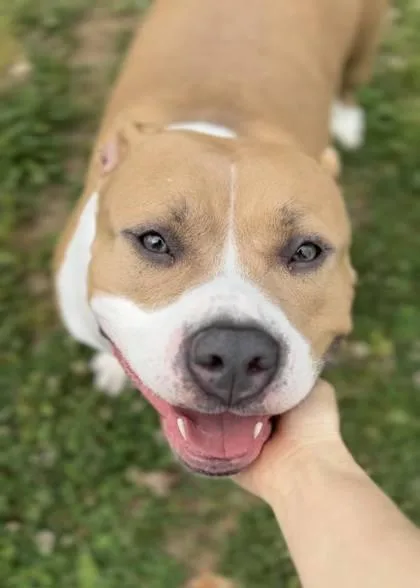 An adult large-sized female Mixed Breed dog named Hazel for adoption in Fairfax, VA