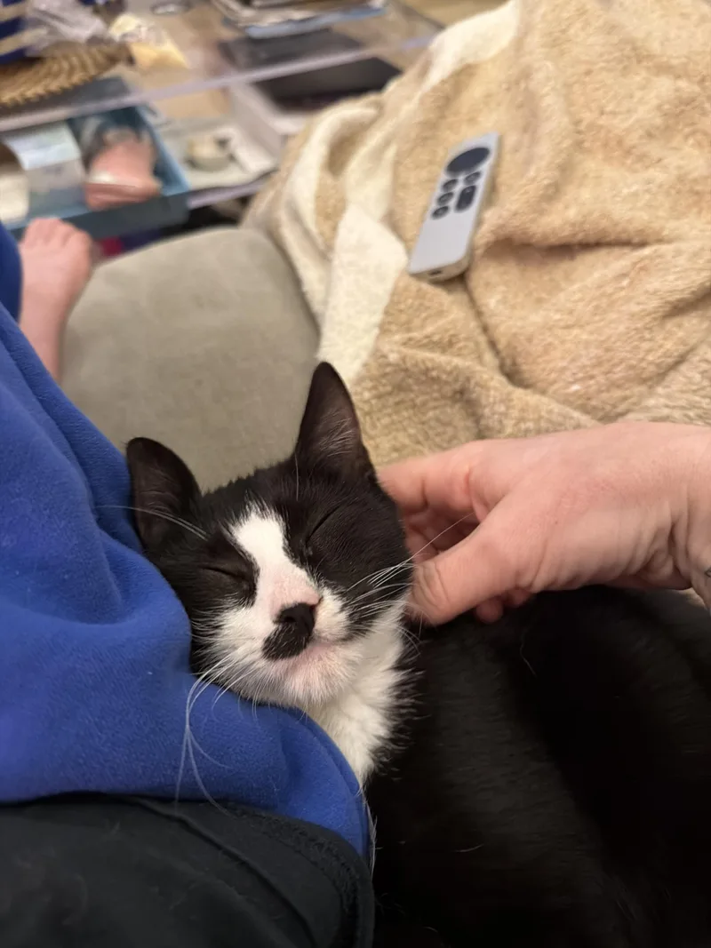 A baby small-sized male Black & White / Tuxedo Domestic Short Hair cat named Champingnon for adoption in brooklyn, NY