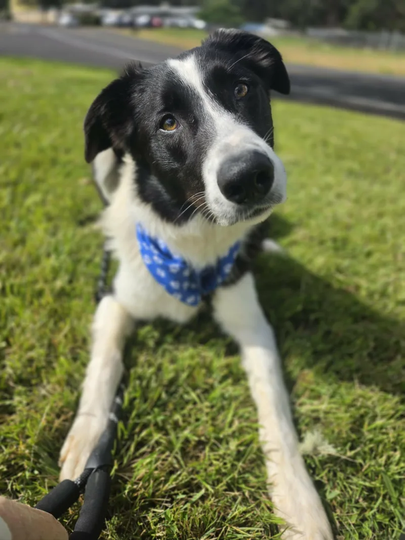 Cooper