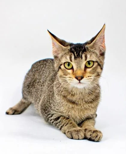 A baby small-sized female Domestic Short Hair cat named Delilah for adoption in Morton Grove, IL