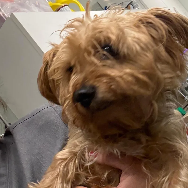 An adult small-sized female Yellow / Tan / Blond / Fawn Yorkshire Terrier dog named Billie jean for adoption in Waldorf, MD