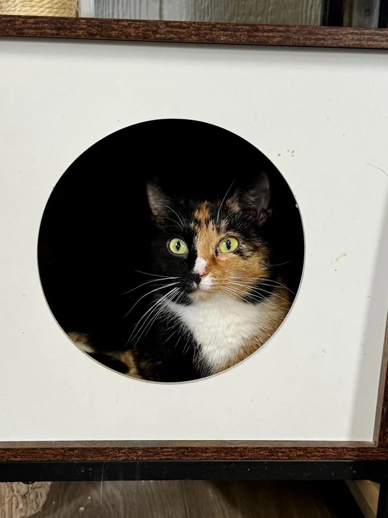 Callie thumbnail 5