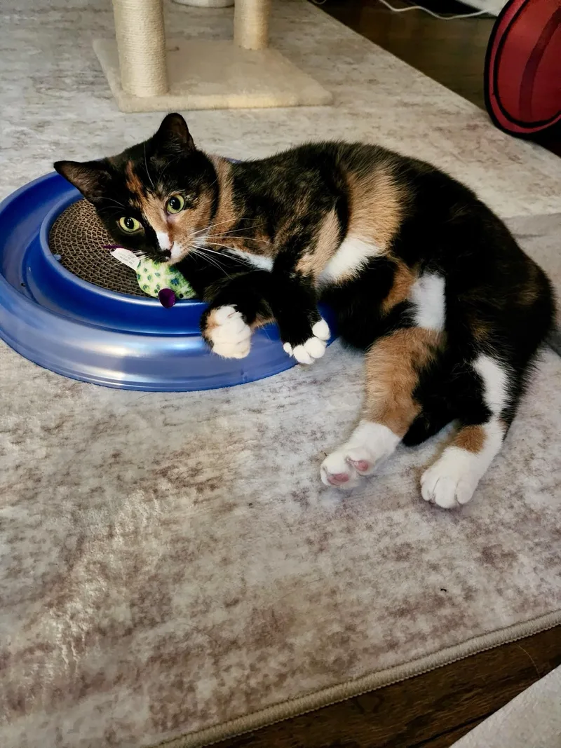 Callie