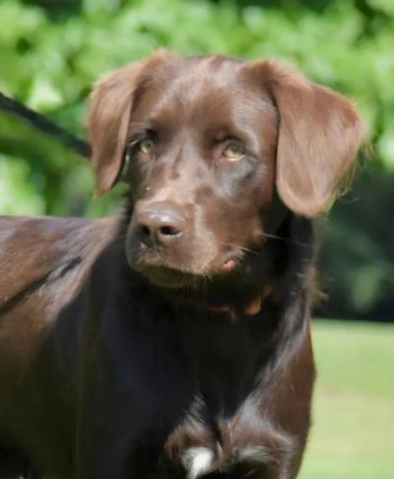 A baby medium-sized male Boykin Spaniel dog named Winchester for adoption in Franklin, TN