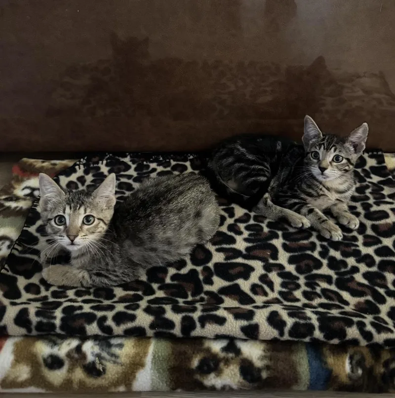 A baby small-sized female Tabby cat named Diet Coke for adoption in Austin, TX