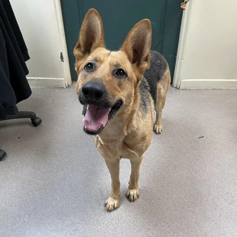 An adult large-sized female Yellow / Tan / Blond / Fawn German Shepherd Dog dog named Peanut for adoption in Pasadena, CA
