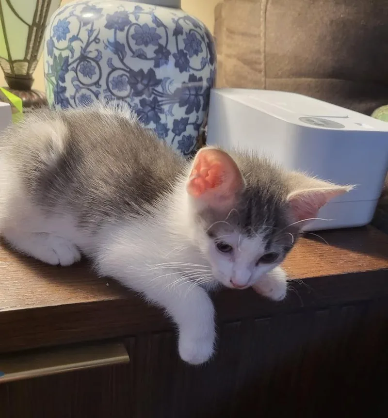 A baby medium-sized female Domestic Short Hair cat named Slyvia for adoption in Parkville, MD