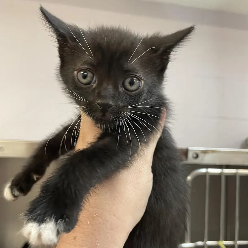 A baby small-sized male Black Domestic Short Hair cat named Bubbles for adoption in Port Charlotte, FL