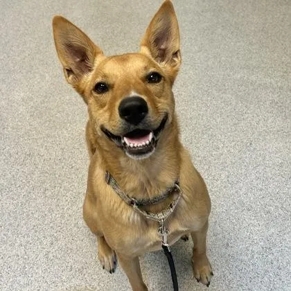 An adult large-sized male Red / Chestnut / Orange Mixed Breed dog named Pasha for adoption in Lansing, MI