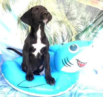 A baby large-sized female Labrador Retriever dog named Mazie for adoption in Elmira, NY