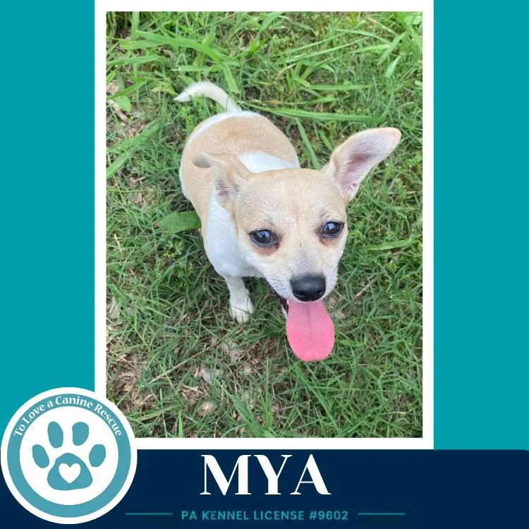 Mya