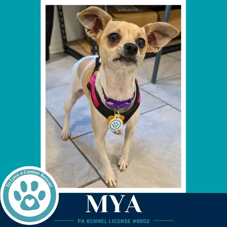 Mya thumbnail 3