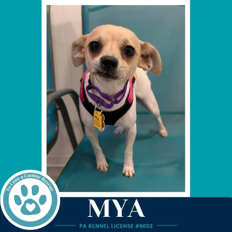 Mya thumbnail 4