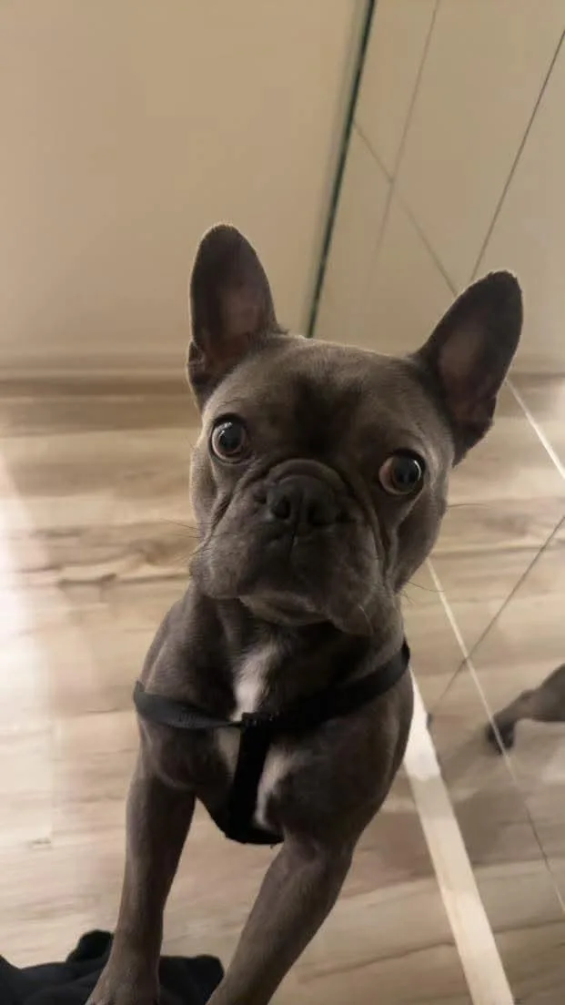 Benji